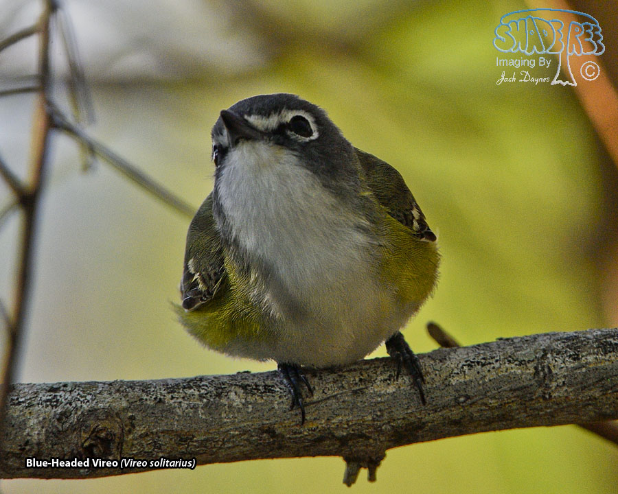 Blue-Headed Vireo - Vireo solitarius
