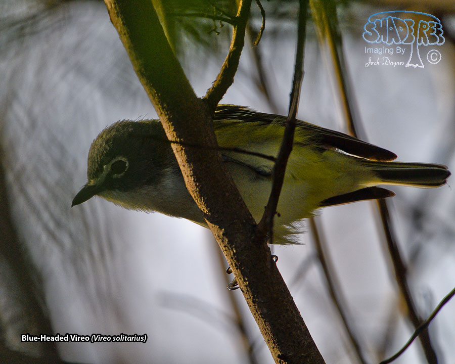 Blue-Headed Vireo - Vireo solitarius