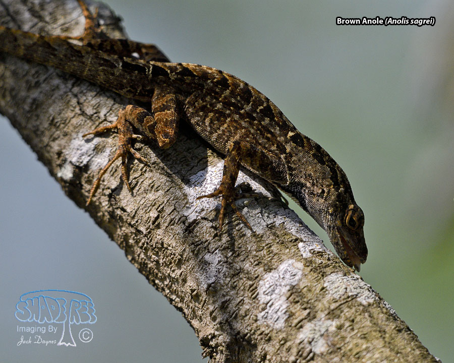 Brown Anole - Anolis sagrei