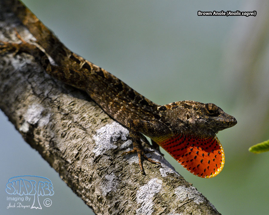 Brown Anole - Anolis sagrei