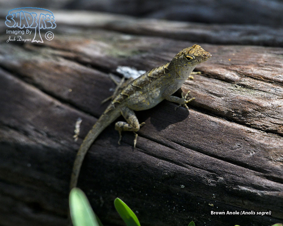 Brown Anole - Anolis sagrei