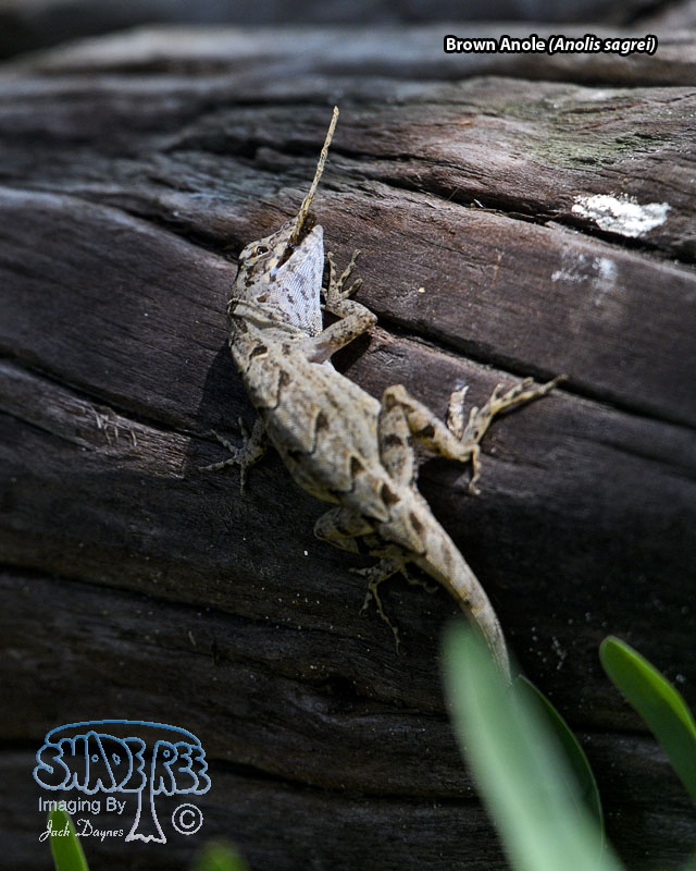 Brown Anole - Anolis sagrei