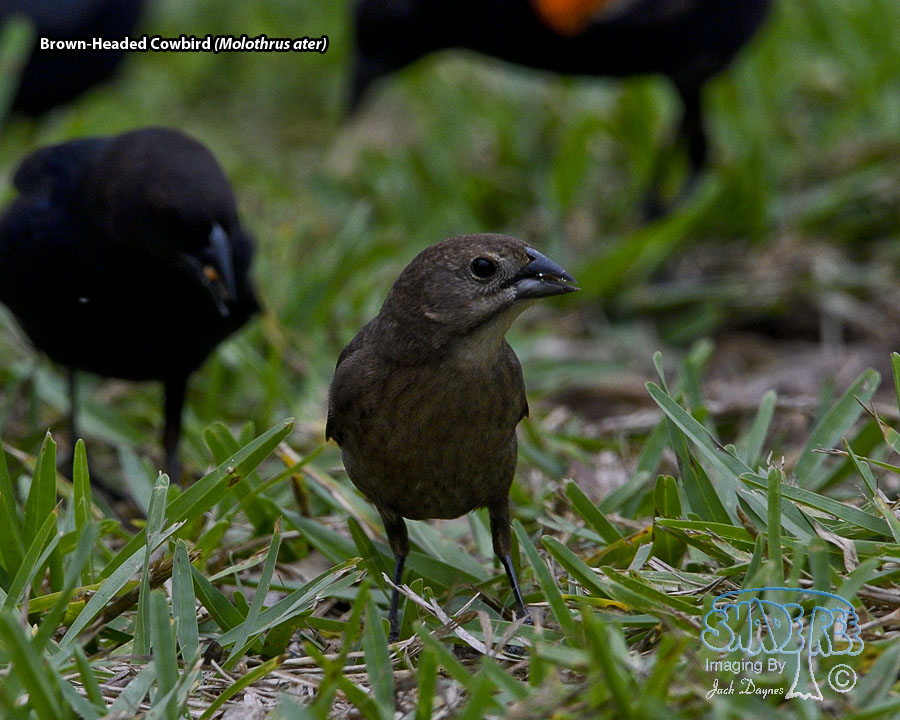 Brown-Headed Cowbird - Molothrus ater