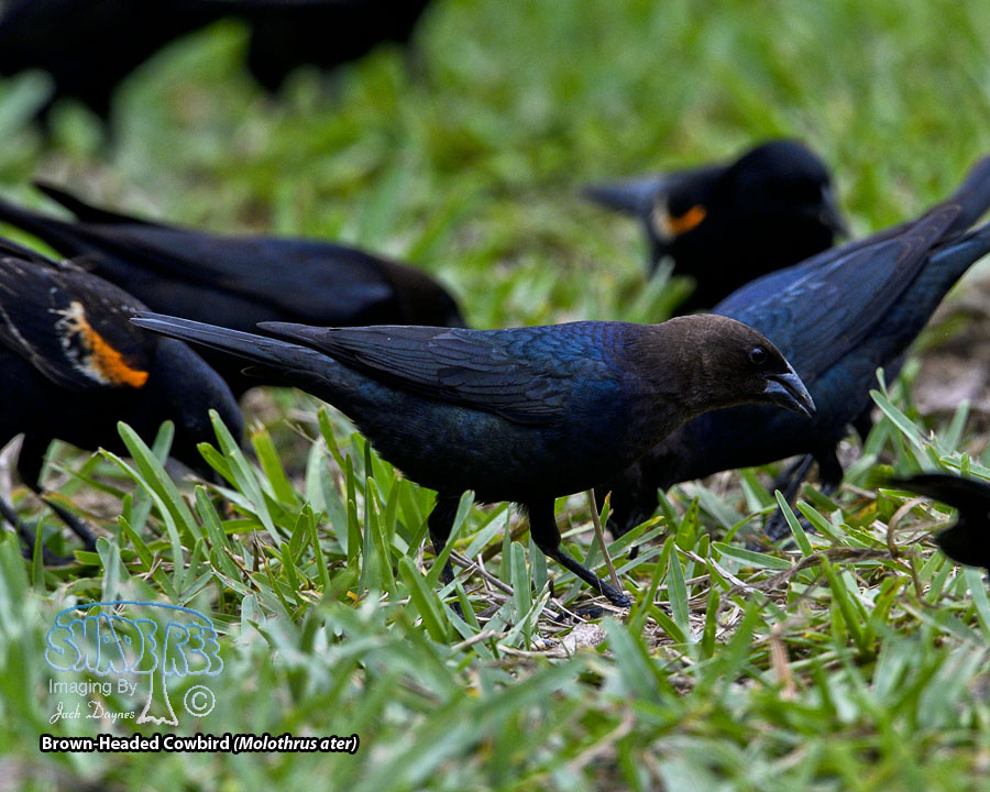 Brown-Headed Cowbird - Molothrus ater