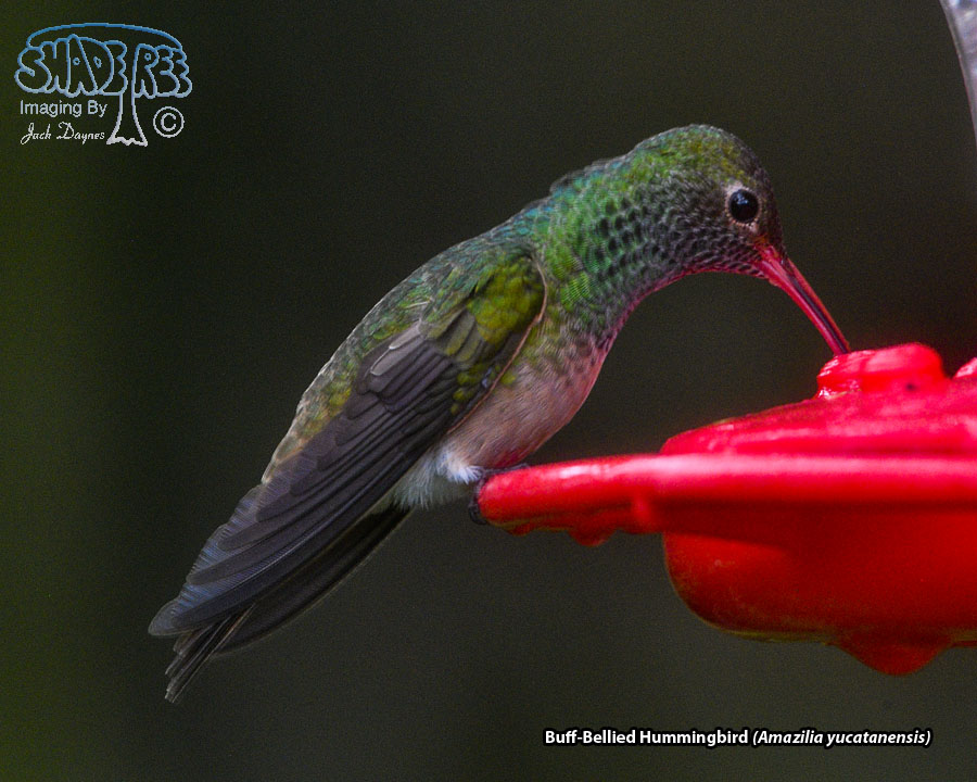Buff-Bellied Hummingbird - Amazilia yucatanensis
