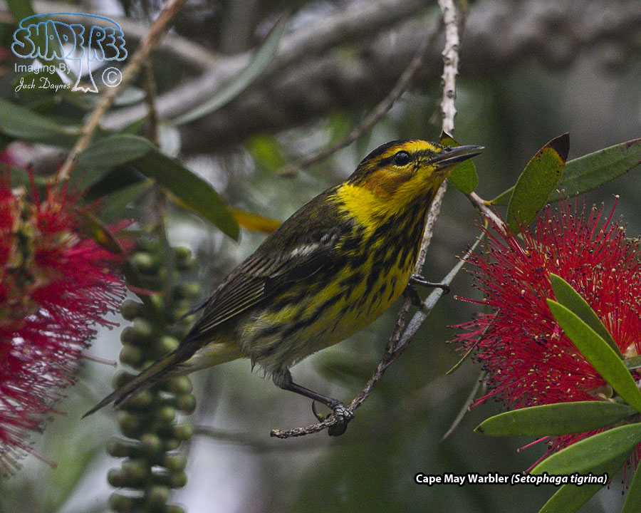 Cape May Warbler - Setophaga tigrina
