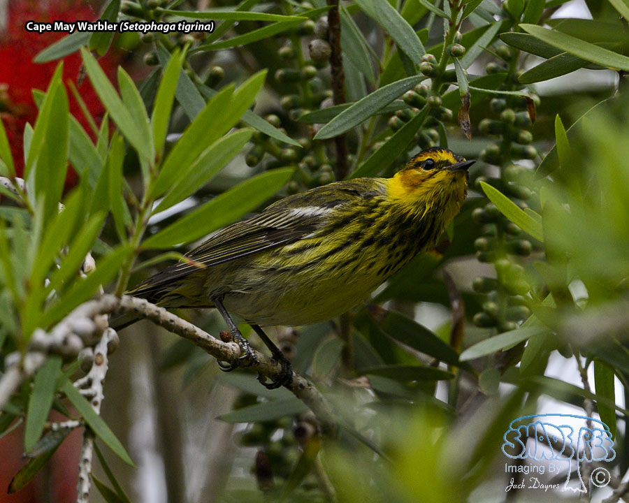 Cape May Warbler - Setophaga tigrina