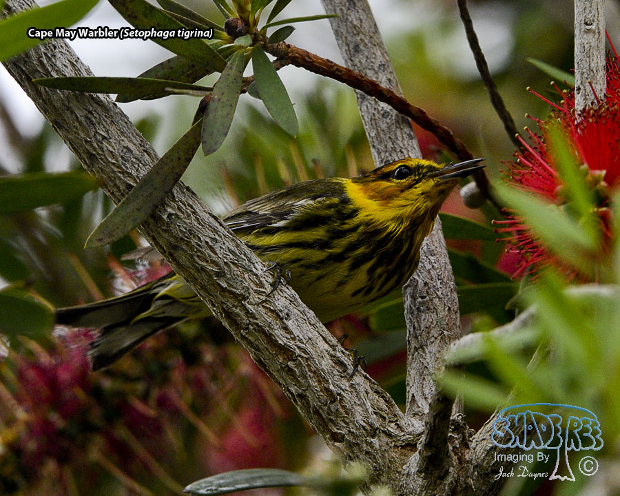 Cape May Warbler - Setophaga tigrina