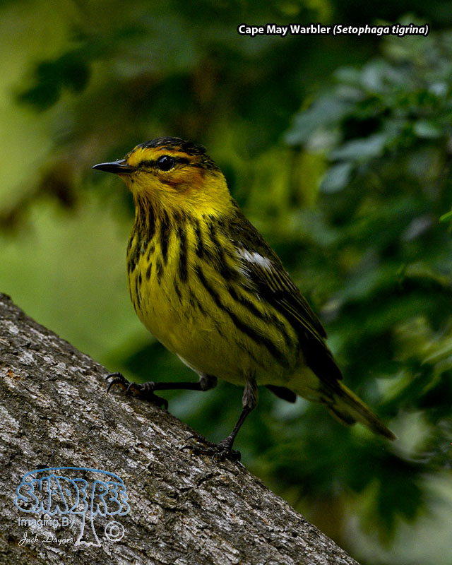 Cape May Warbler - Setophaga tigrina