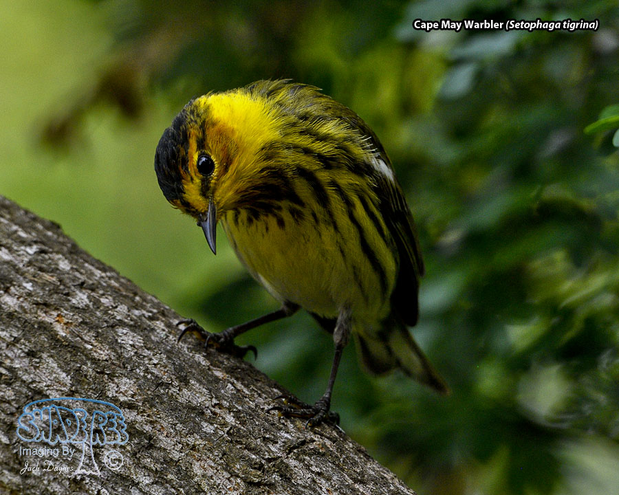 Cape May Warbler - Setophaga tigrina
