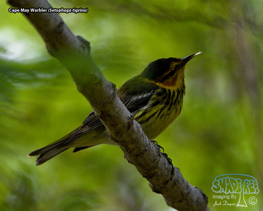 Cape May Warbler - Setophaga tigrina