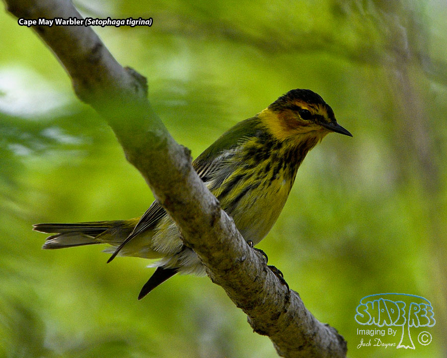 Cape May Warbler - Setophaga tigrina