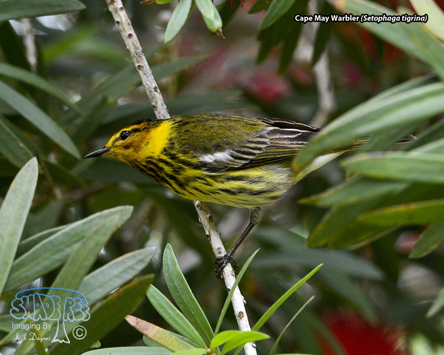 Cape May Warbler - Setophaga tigrina