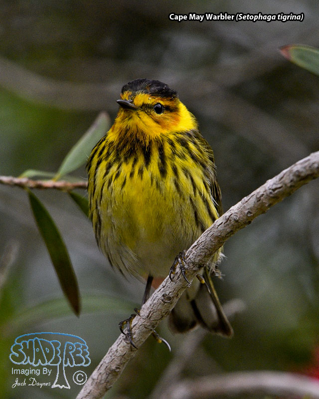 Cape May Warbler - Setophaga tigrina