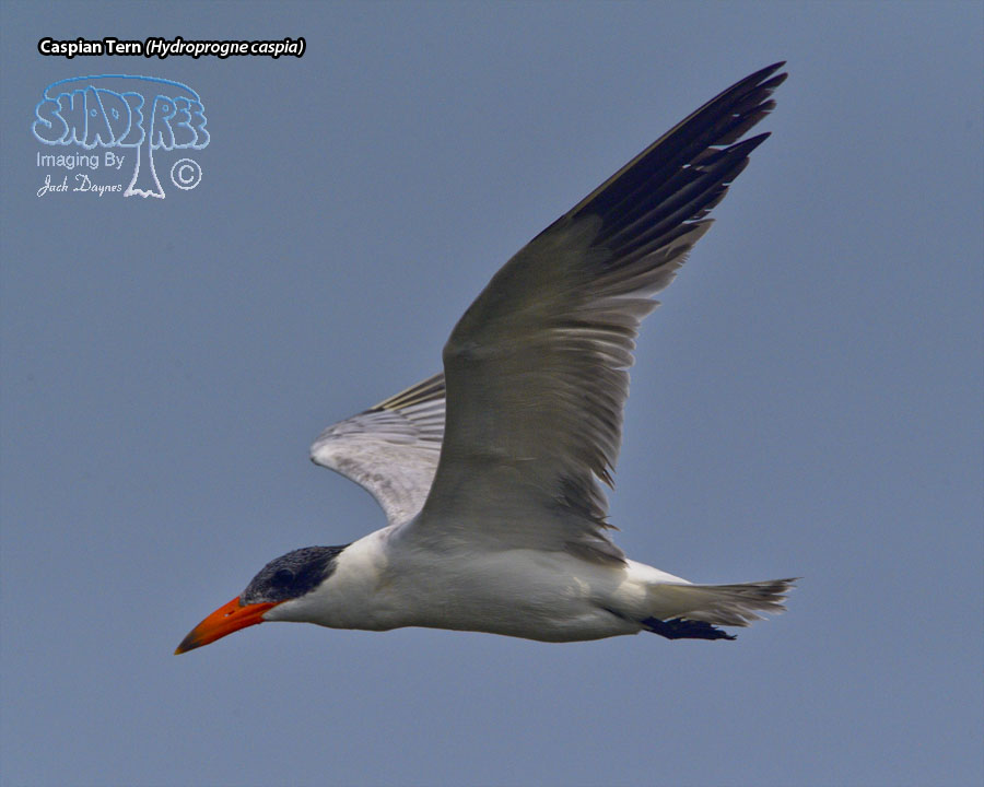 Caspian Tern - Hydroprogne caspia
