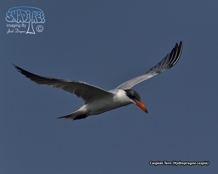 Caspian Tern - Hydroprogne caspia
