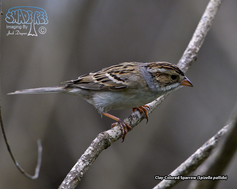 Clay-Colored Sparrow - Spizella pallida