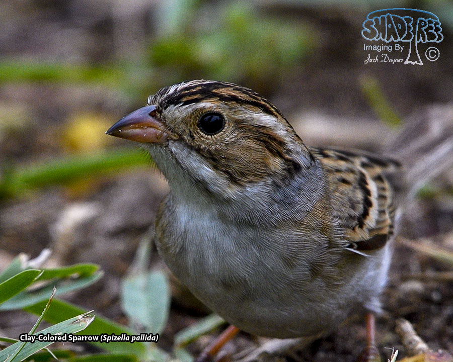 Clay-Colored Sparrow - Spizella pallida
