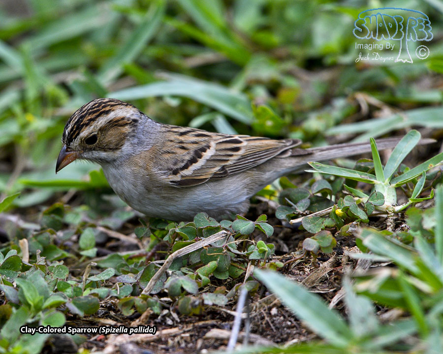 Clay-Colored Sparrow - Spizella pallida