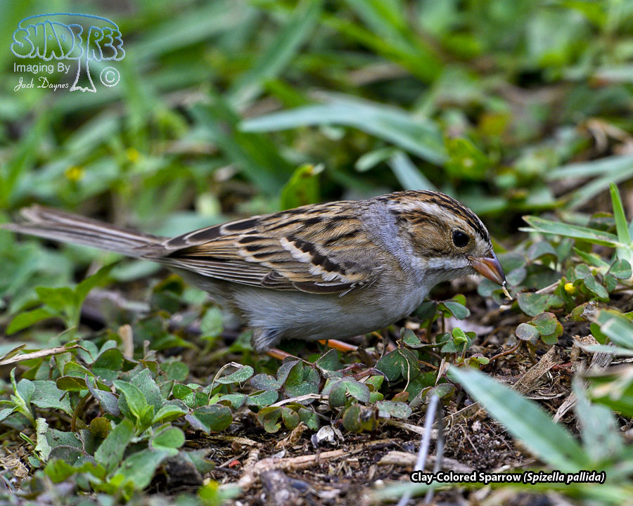 Clay-Colored Sparrow - Spizella pallida