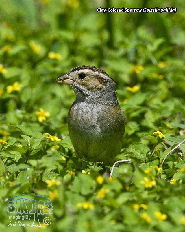 Clay-Colored Sparrow - Spizella pallida