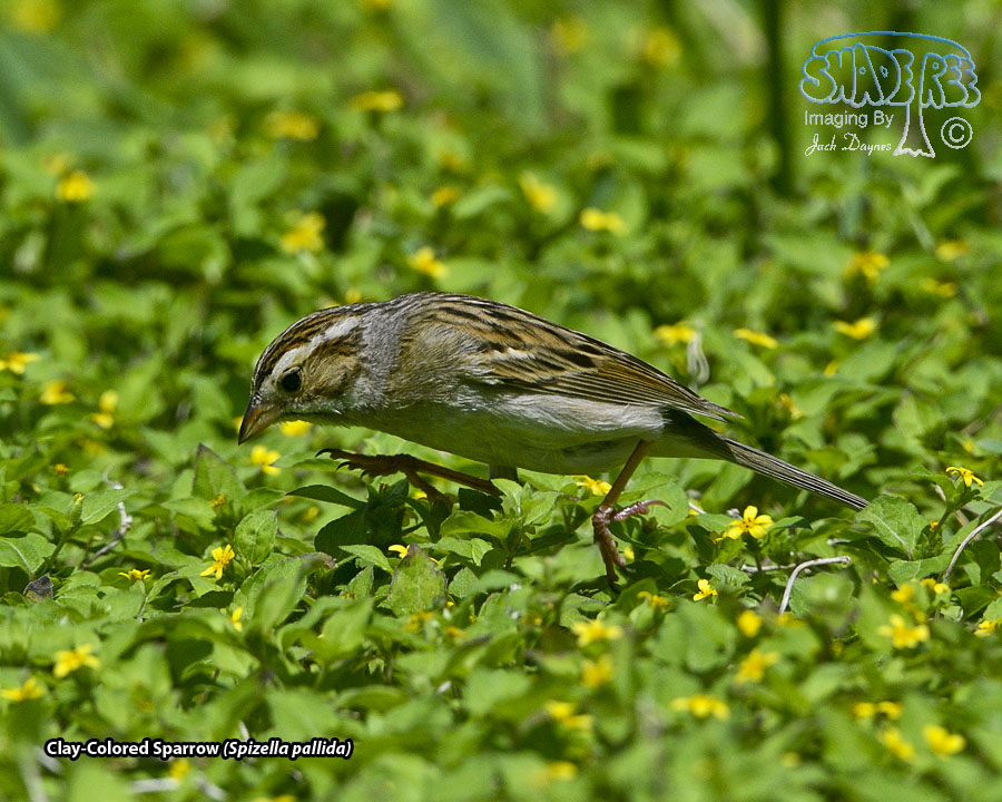 Clay-Colored Sparrow - Spizella pallida