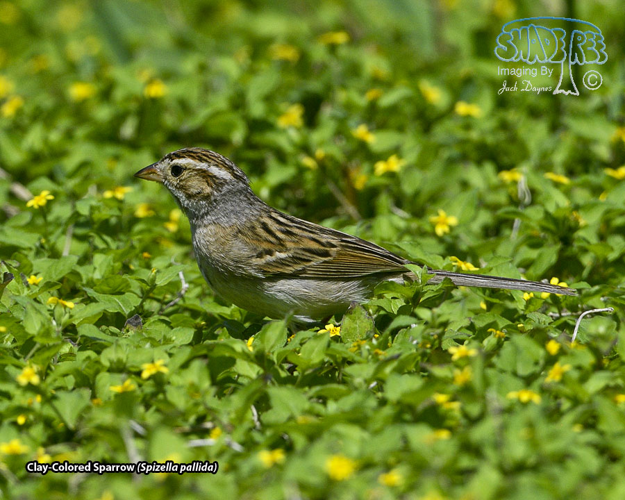 Clay-Colored Sparrow - Spizella pallida