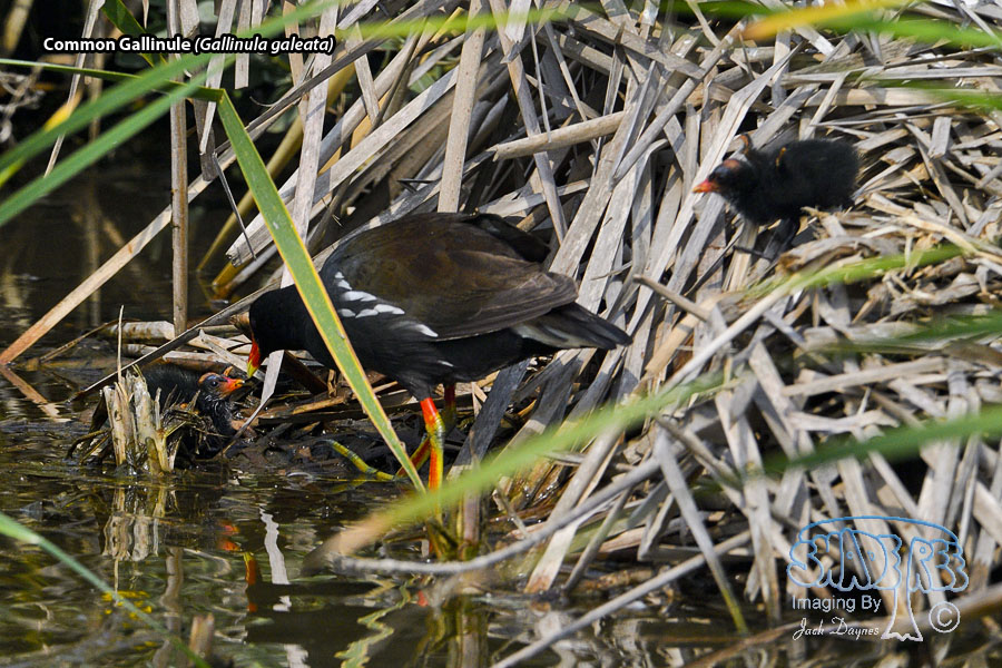 Common Gallinule - Gallinula galeata