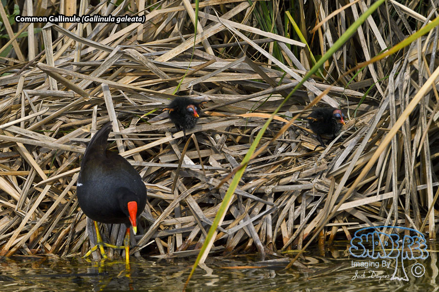 Common Gallinule - Gallinula galeata