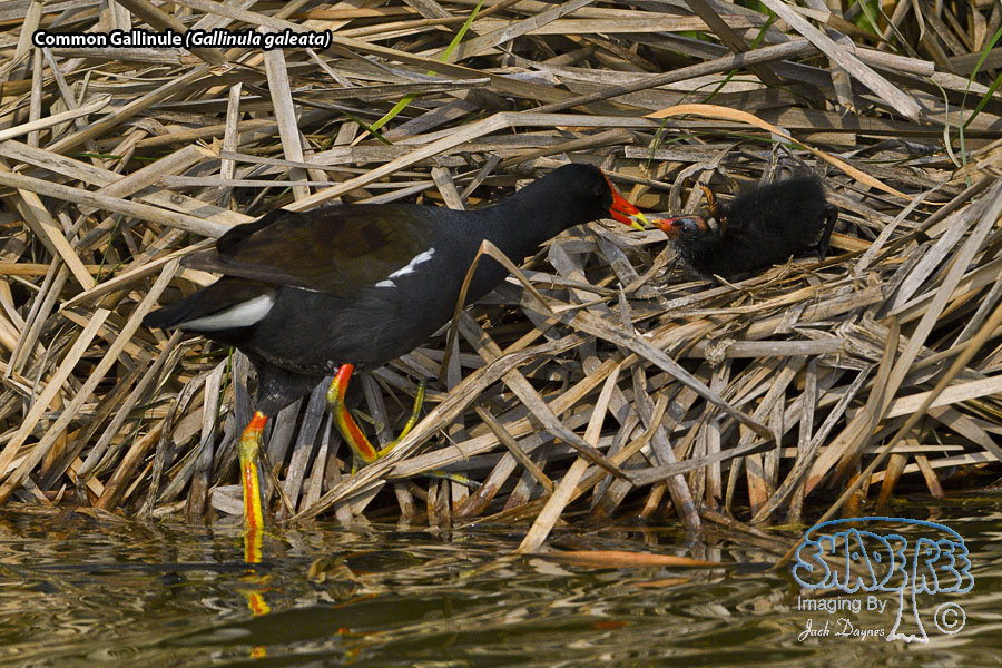 Common Gallinule - Gallinula galeata