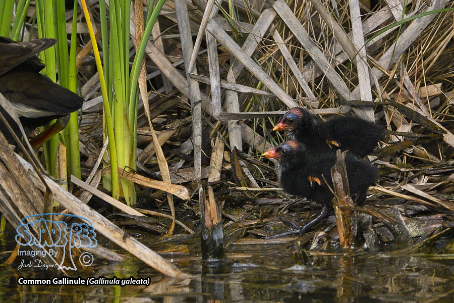 Common Gallinule - Gallinula galeata