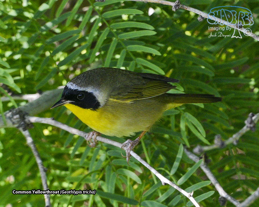 Common Yellowthroat - Geothlypis tricha