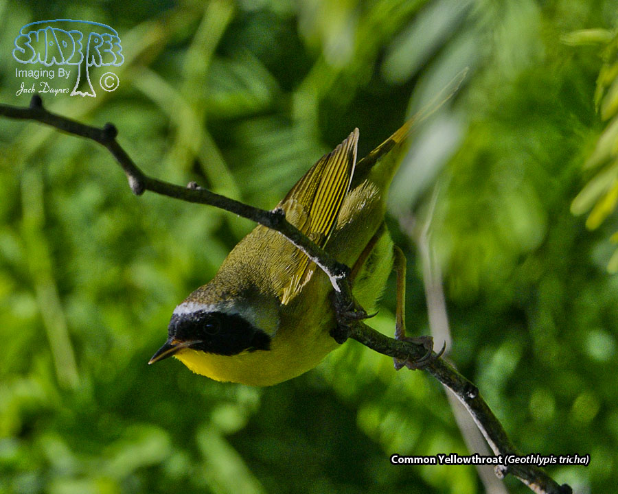 Common Yellowthroat - Geothlypis tricha