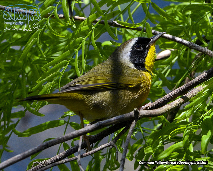 Common Yellowthroat - Geothlypis trichas