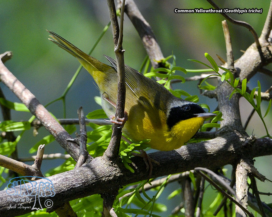 Common Yellowthroat - Geothlypis trichas