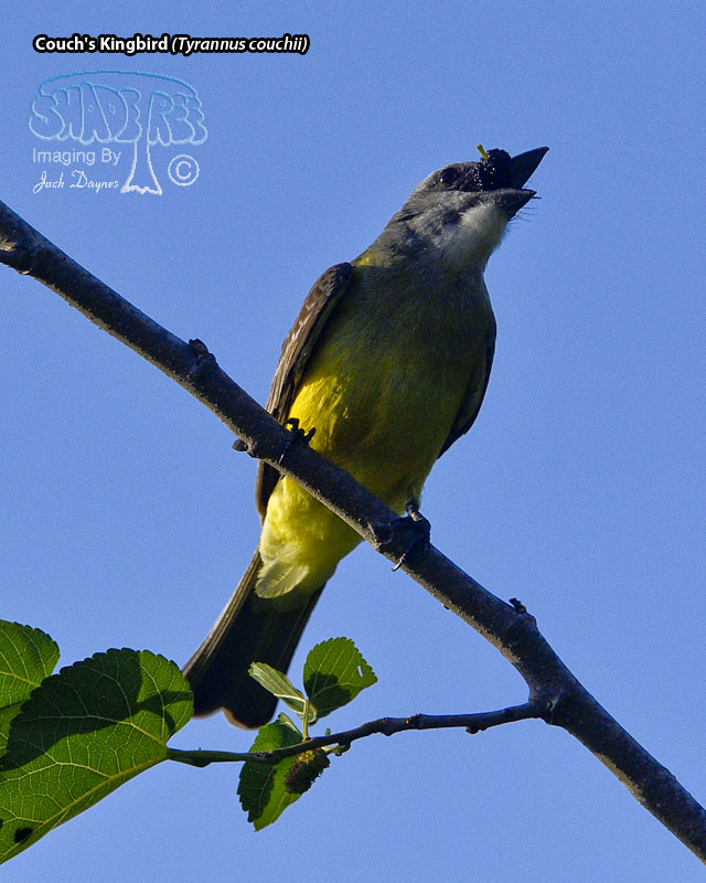 Couch's Kingbird - Tyrannus couchii