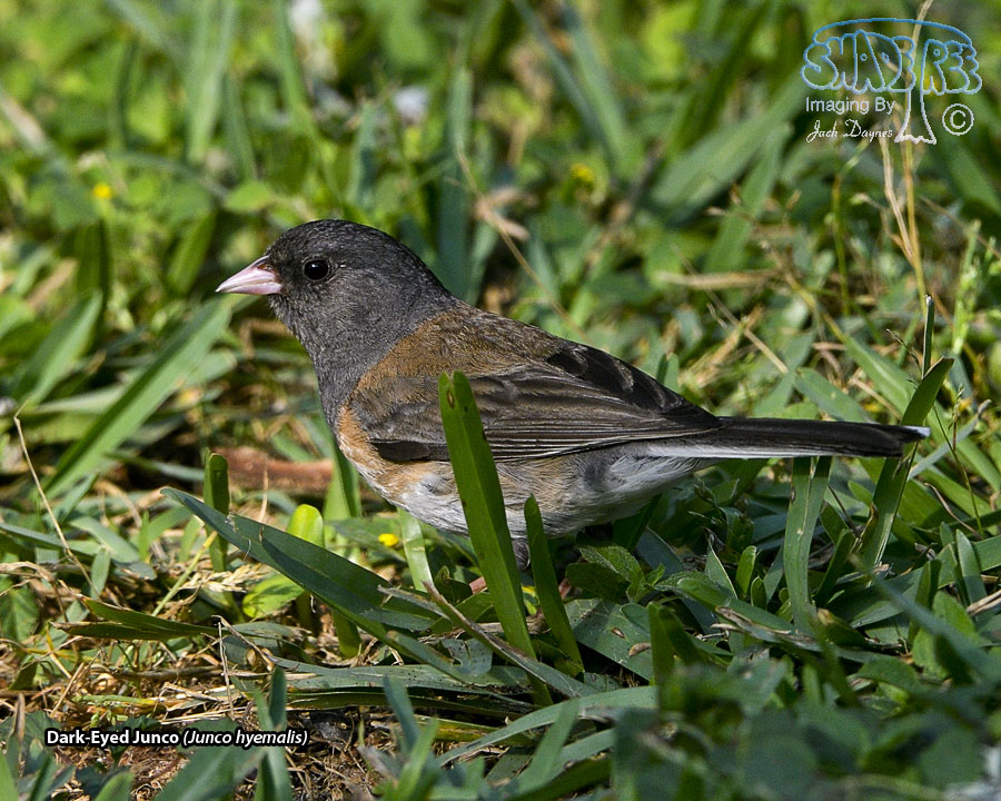 Dark-Eyed Junco - Junco hyemalis