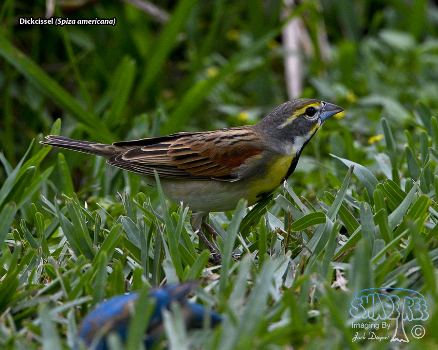 Dickcissel - Spiza americana