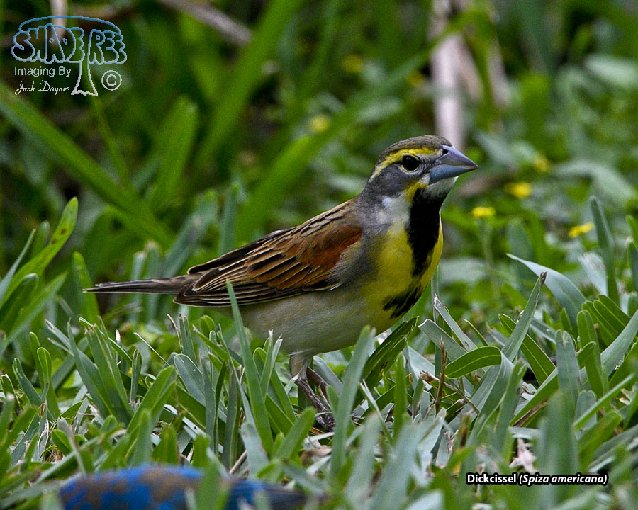 Dickcissel - Spiza americana