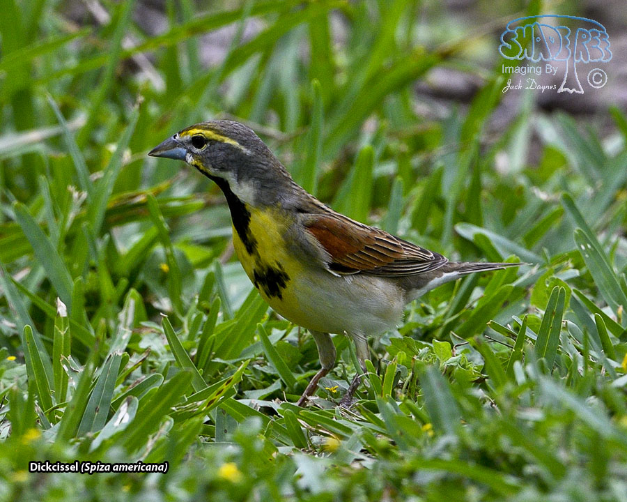 Dickcissel - Spiza americana