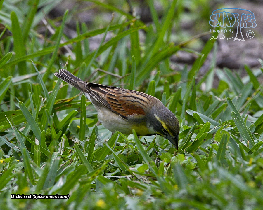 Dickcissel - Spiza americana