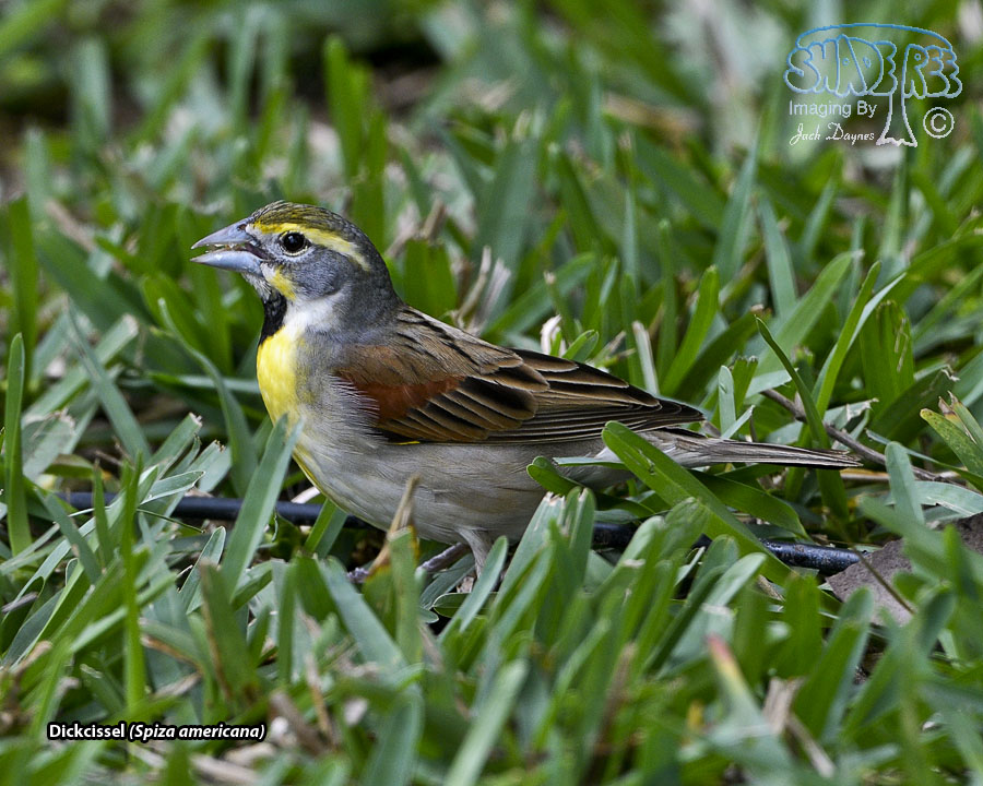Dickcissel - Spiza americana
