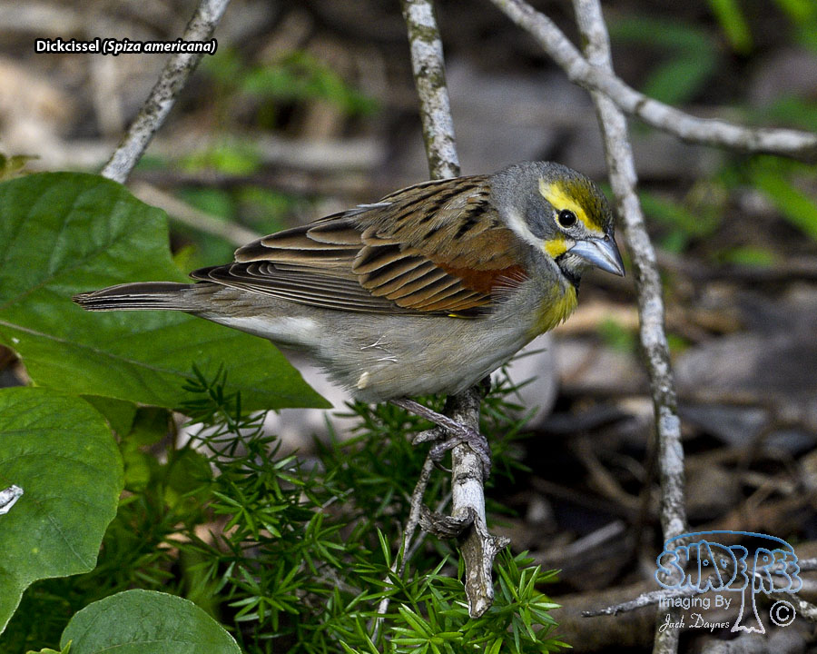 Dickcissel - Spiza americana