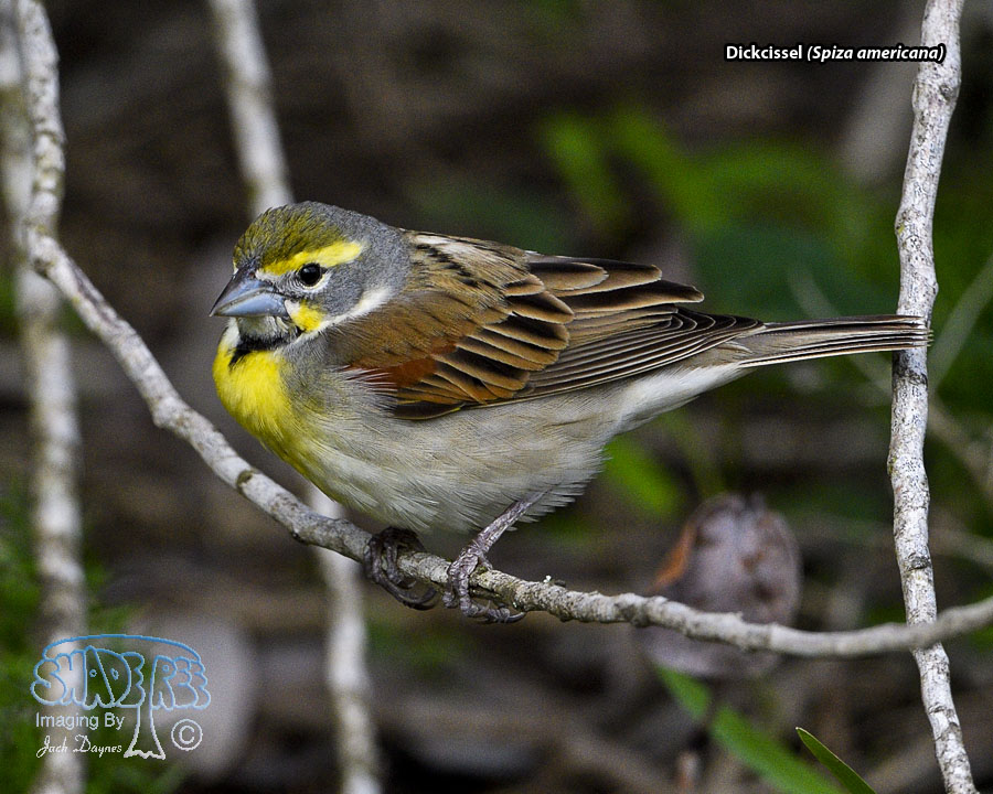 Dickcissel - Spiza americana