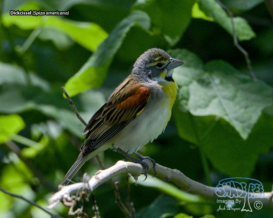 Dickcissel - Spiza americana