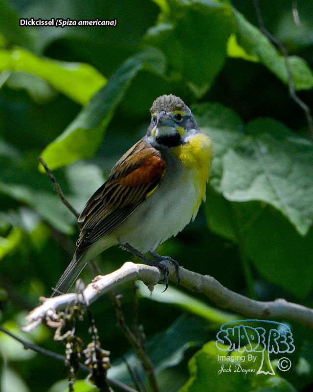 Dickcissel - Spiza americana
