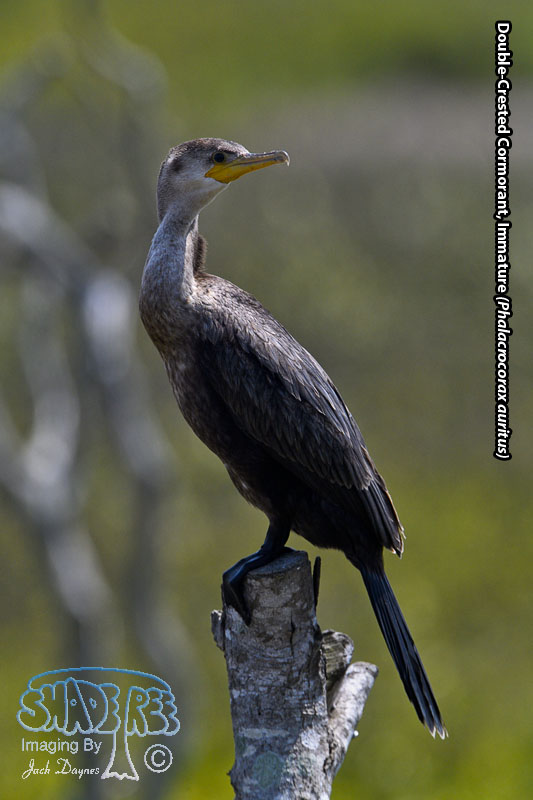 Double-Crested Cormorant - Phalacrocorax auritus