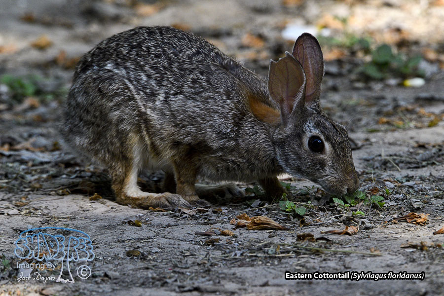Eastern Cottontail - Sylvilagus floridanus