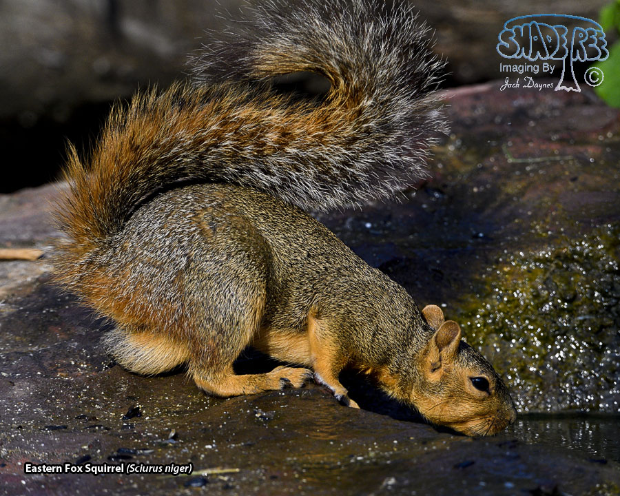 Eastern Fox Squirrel - Sciurus niger