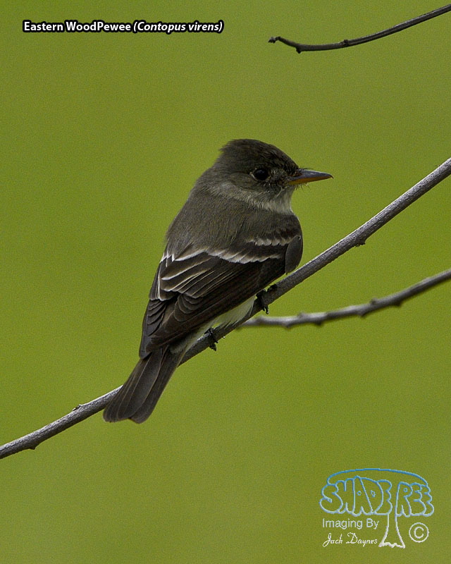Eastern Wood-Pewee - Contopus virens